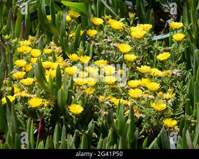 Goldmünze, Mittelmeer Strand Daisy (Asteriscus Maritimus, Bubonium Maritimum) Stockfoto