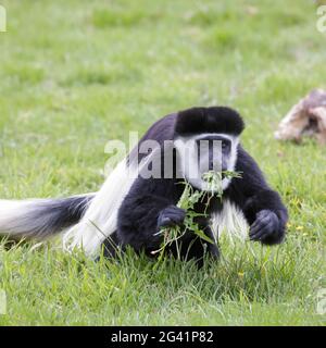 Black And White Colobus (Colubus) Stockfoto