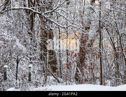 Sonnenuntergang glüht durch Schnee und eisbedeckte Bäume Stockfoto