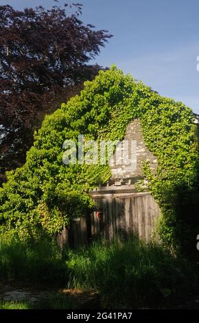 Overgrowen Nebengebäude in New Radnor, Radnorshire, Wales Stockfoto