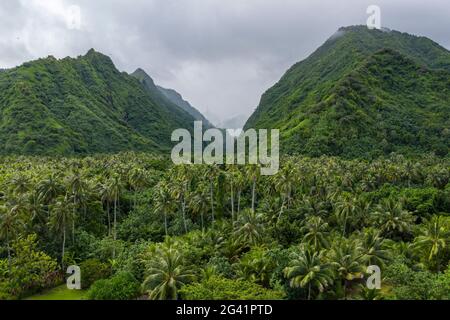 Luftaufnahme von Kokospalmen, üppigem Dschungel und Bergen an der Südwestküste von Tahiti-Iti, Pointe Puforatiai, Tahiti, Windward Islands, French Poly Stockfoto