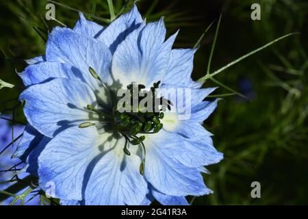 Nigella damascena,Love-in-a-Mist, Nahaufnahme Anthers und Stigma nicht ganz geöffnet.Blaues oder weißes Blütenblatt wie Kelchblätter.in einem Somerset-Garten. Stockfoto