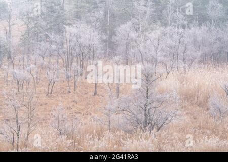 Rauhfrostmorgen im Moor bei Eschenlohe, Kreis Garmisch-Partenkirchen, Oberbayern, Bayern, Deutschland, Europa Stockfoto