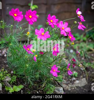 Eine Gruppe von lebendigen Kosmos Blumen Stockfoto