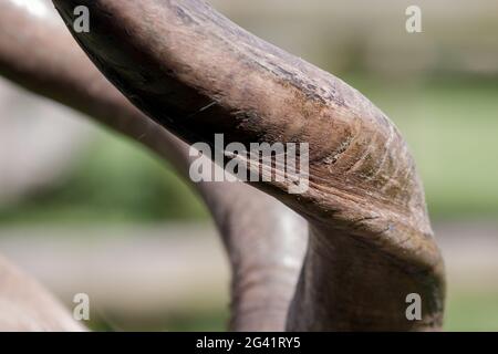 Große Kudu (Tragelaphus Strepsiceros) Stockfoto