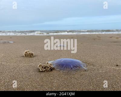 Quallen aus der Nordsee bei Langevelderslag, Niederlande Stockfoto