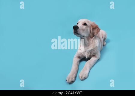 Cute Retriever Welpe liegt auf einem blauen Hintergrund und schaut nach oben. Banner mit Kopierbereich. Hochwertige Fotos Stockfoto