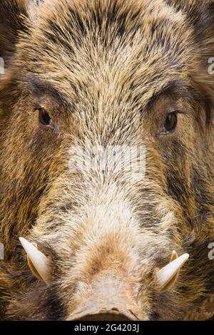 Büste eines Wildschweines, Orvieto, Umbrien, Italien Stockfoto