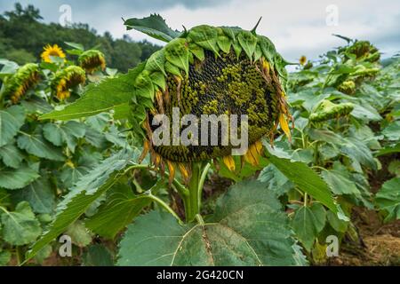 Eine fertig blühende Sonnenblume voller reifer Samen, die an einem bewölkten Herbsttag auf einem Feld angebaut werden Stockfoto