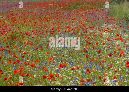 Maisblüten, Mohnblumen und Gänseblümchen auf einer Wiese im Frühling Stockfoto