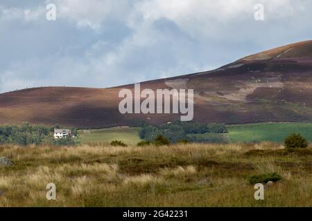 Heather auf die Cairngorm Mountain Range Stockfoto