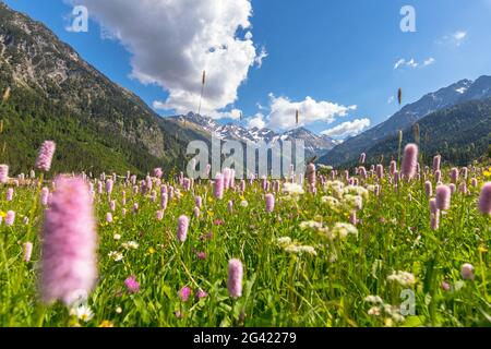 Sommer Wildblumenwiese in den deutschen Alpen, Deutschland, Bayern, Oberallgäu Stockfoto