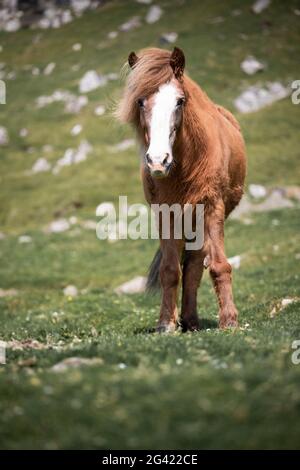 Pferd auf der Wiese der Färöer in der Sonne Stockfoto