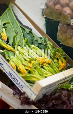 Detail von Zucchini Blumen in Capri, Italien Stockfoto