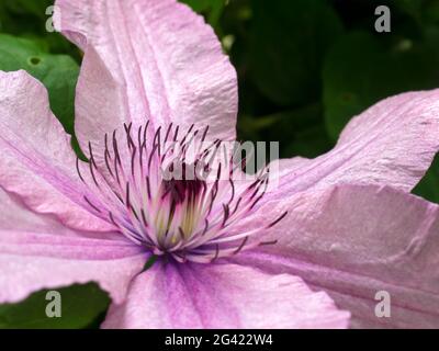 Nahaufnahme eines rosa Clematis in voller Blüte Stockfoto