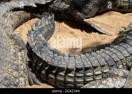 Nil-Krokodil (Crocodylus Niloticus) in den Bioparc Fuengirola Stockfoto