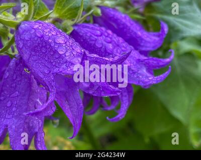 Campanula Medium, der gebräuchliche Name Canterbury Glocken, ist eine jährlich oder alle zwei Jahre blühende Pflanze der Gattung Campanula, die zur Familie der Campanulaceae gehört Stockfoto