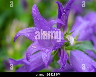 Campanula Medium, der gebräuchliche Name Canterbury Glocken, ist eine jährlich oder alle zwei Jahre blühende Pflanze der Gattung Campanula, die zur Familie der Campanulaceae gehört Stockfoto