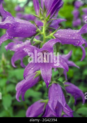 Campanula Medium, der gebräuchliche Name Canterbury Glocken, ist eine jährlich oder alle zwei Jahre blühende Pflanze der Gattung Campanula, die zur Familie der Campanulaceae gehört Stockfoto