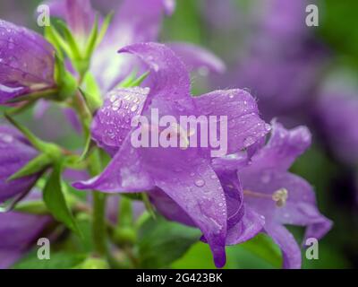 Campanula Medium, der gebräuchliche Name Canterbury Glocken, ist eine jährlich oder alle zwei Jahre blühende Pflanze der Gattung Campanula, die zur Familie der Campanulaceae gehört Stockfoto