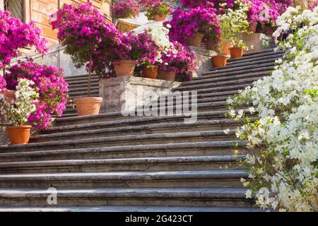 Blumen auf der Spanischen Treppe, Rom, Italien Stockfoto