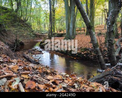 Herrliche Sicht auf die Ashdown Forest in Sussex Stockfoto