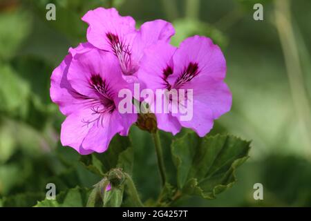 Magenta Hibiskus Blume in Calahonda Stockfoto