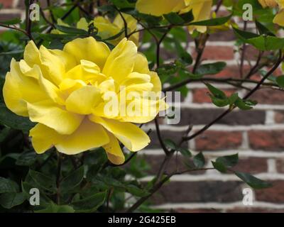 Gelbe Rose Blüte gegen eine Wand in Southwold Stockfoto