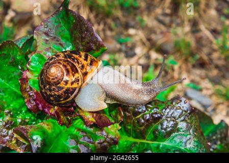 Schnecke auf Salatblättern Stockfoto