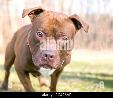 Ein neugieriger, roter Pit Bull Terrier Mischlingshund, der sich in Richtung Kamera lehnt und mit einem Kopfneigung schaut Stockfoto