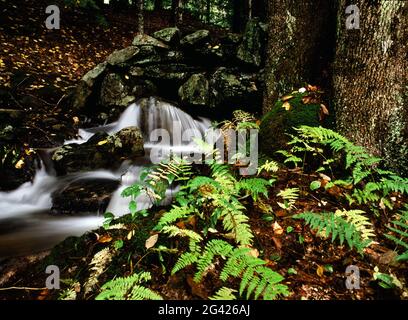 White Mountain Waldbach in New Hampshire Stockfoto