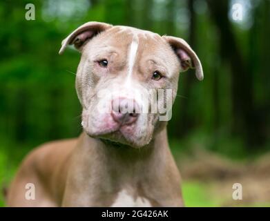 Ein süßer Pit Bull Terrier x Shar Pei Mischlingshund, der mit einem Kopfneigung zuhört Stockfoto