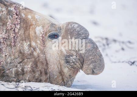 Südliche Elefantenrobbe (Mirounga leonina) Männchen, der auf einem Sandstrand ruht, Sea Lion Island, Falkland Islands, Südamerika Stockfoto