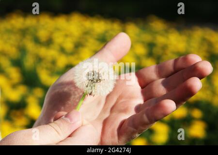 Dandelion blüht mit fliegenden Samen auf grüner Wiese. Stockfoto