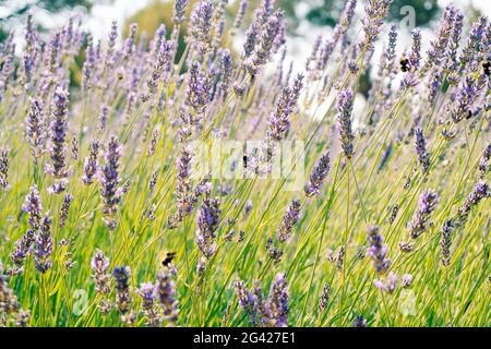 Hummeln sammeln Pollen aus den blühenden Blüten von Lavendel. Stockfoto