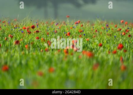 Blumenwiese im Frühling im Morgennebel, Weilheim, Bayern, Deutschland, Europa Stockfoto