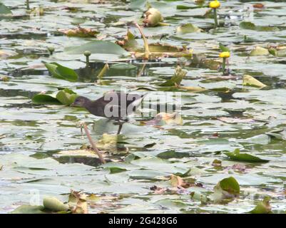 Junger Ruß, der über einen Teich mit einer Bedeckung aus blühenden Seerosen läuft Stockfoto