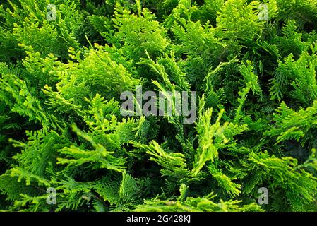 Grüner natürlicher Hintergrund. Evergreens. Zypressen-Buchsen. Blick von oben. Vorlage für Text. Hintergrundbild. Stockfoto