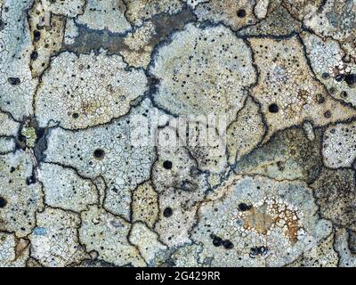 Krustenflechte mit schwarzen Flecken auf Meeresfelsen, Detail, North Devon, UK. Stockfoto