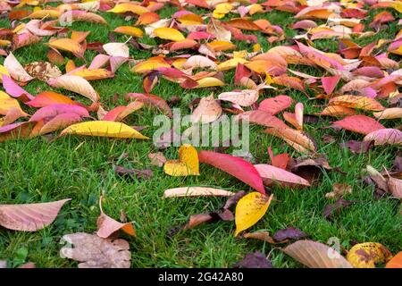 Vogel Kirsche (Prunus padus) Baum Blätter im Herbst in East Grinstead Stockfoto