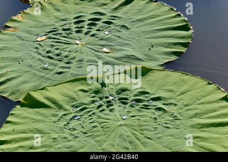 Zwei große Lotusblütenblätter im Morgenlicht im Fluss, Cooinda, Kakadu National Park, Northern Territory, Australien Stockfoto