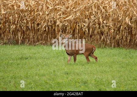 Ein großer Whitetail Buck steht in einem Heufeld neben einem Feld aus reifenden Mais. Stockfoto