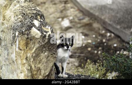 Katze verletzt und verlassen auf der Straße, tierärztliche Infektion, Missbrauch Stockfoto