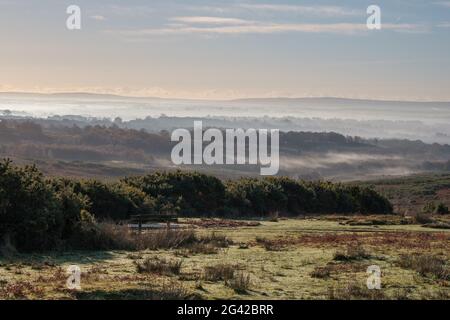 Misty Morning im Ashdown Forest Stockfoto