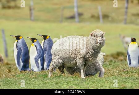 Sheep Meeting King Penguins (Aptenodytes patagonicus), East Falkland, Falkland Islands, Südamerika Stockfoto