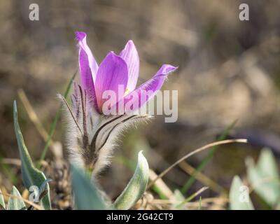 Pasque Blume im Frühling Stockfoto