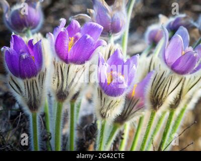 Pasque Blume im Frühling Stockfoto