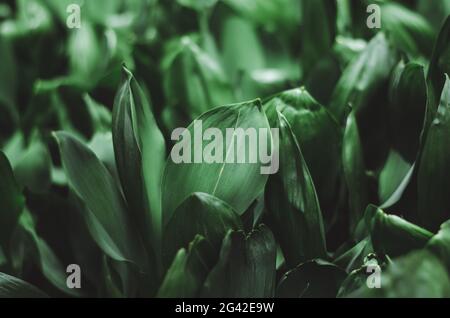 Schöner natürlicher Hintergrund von Maiglöckchen-Blättern Stockfoto