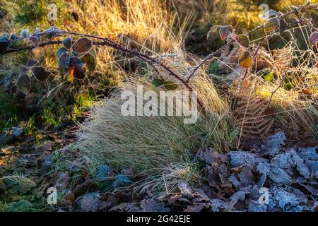 Frosty Pflanzen bei chailey Naturschutzgebiet in East Sussex Stockfoto