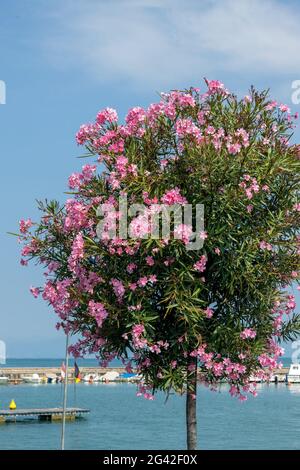 Rosa Oleander Strauch blüht am Ufer des Gardasees In Peschiera del Garda Stockfoto